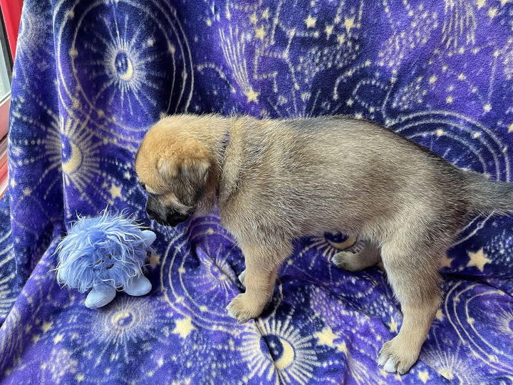 chinook puppy